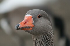 Anser anser domesticus × anser cygnoides domesticus