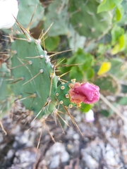 Opuntia elatior