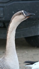 Anser cygnoides domesticus