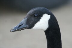 Branta canadensis moffitti