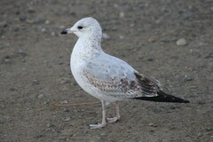 Larus delawarensis