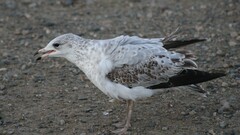 Larus delawarensis