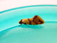 Psaroxantha basilica