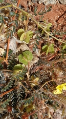 Tribulus cristatus