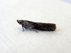 Sciota melanostyla
