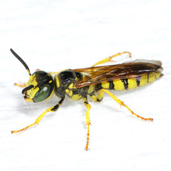 Philanthus crabroniformis