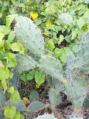 Opuntia elatior