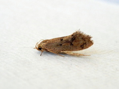 Syncometes vilis