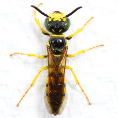 Philanthus crabroniformis