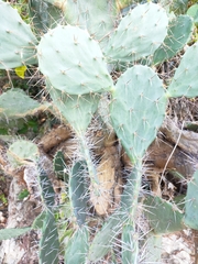 Opuntia elatior