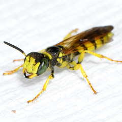Philanthus crabroniformis