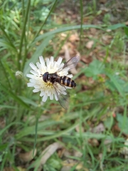 Melangyna viridiceps