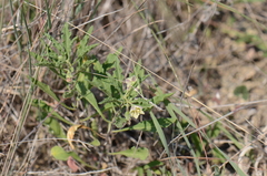 Chamaesaracha edwardsiana
