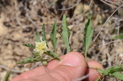 Chamaesaracha edwardsiana