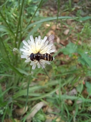 Melangyna viridiceps