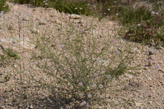 Palafoxia