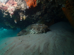 Orectolobus halei