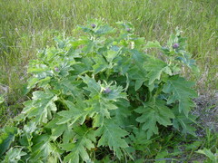 Cirsium kamtschaticum
