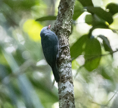 Hypositta corallirostris