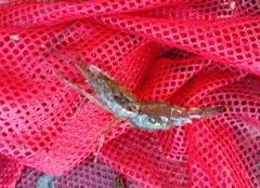 Macrobrachium australiense