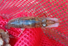Macrobrachium australiense