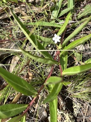 Eremophila debilis