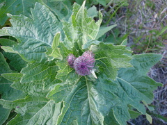 Cirsium kamtschaticum