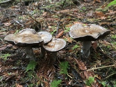 Cortinarius infractus
