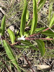 Eremophila debilis