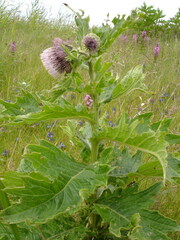 Cirsium kamtschaticum