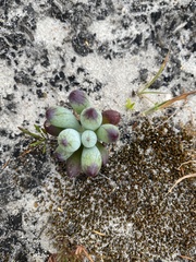 Curio crassulifolius