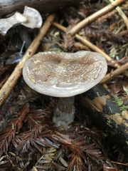 Cortinarius infractus