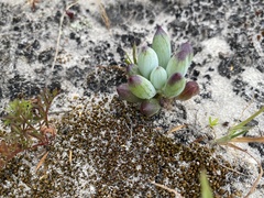 Curio crassulifolius