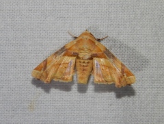Eutelia callichroma