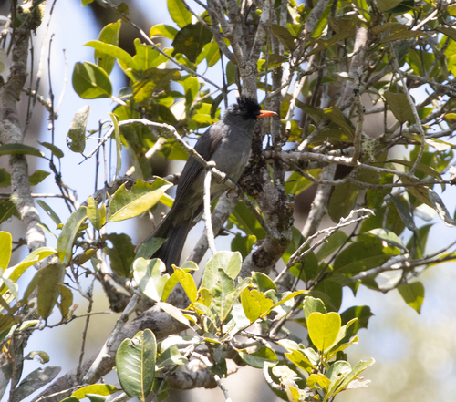 Malagasy Bulbul (Hypsipetes madagascariensis), photo 6