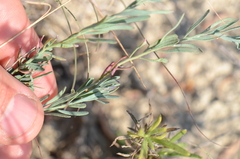 Thamnosma texana