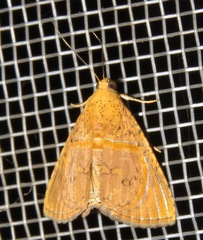Eulepidotis bourgaulti