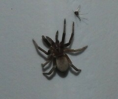 Kukulcania