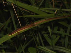 Takydromus sexlineatus