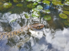 Fowlea flavipunctata