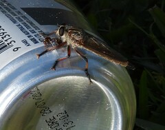 Dolopus simulans