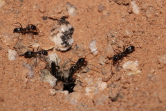 Dorymyrmex insanus