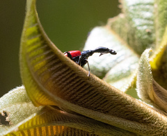 Trachelophorus giraffa