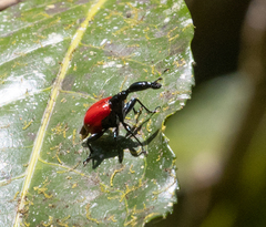 Trachelophorus giraffa