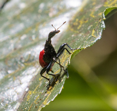 Trachelophorus giraffa
