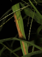 Takydromus sexlineatus