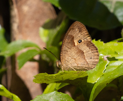 Satyrinae