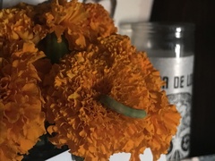 Plodia interpunctella