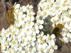 Lepturobosca chrysocoma