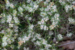 Hypocalymma angustifolium